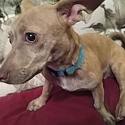 Baybay is registered to the contest to win money with this photo: dog, pet, canine, collar, indoor, couch, red, brown, leaf_pattern, fur, ears, animal, side_view, sitting, looking, home, domestic, cute, companion, blurry