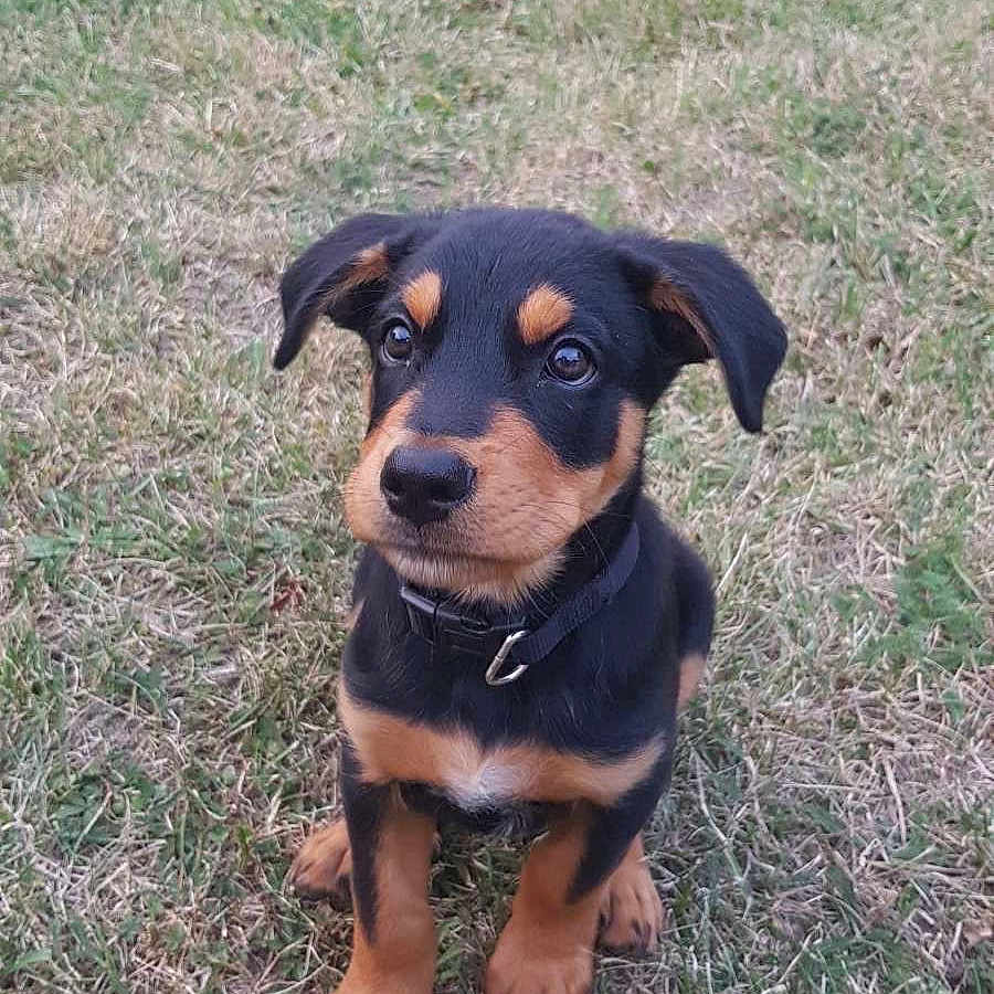 Beethoven participe au concours pour gagner de l'argent avec cette photo : animal, ball, canine, dog, football, grass, hound, lawn, nature, outdoors, pet, plant, puppy, soccer, soccerball, sport, tennis, tennisball, vegetation, yard