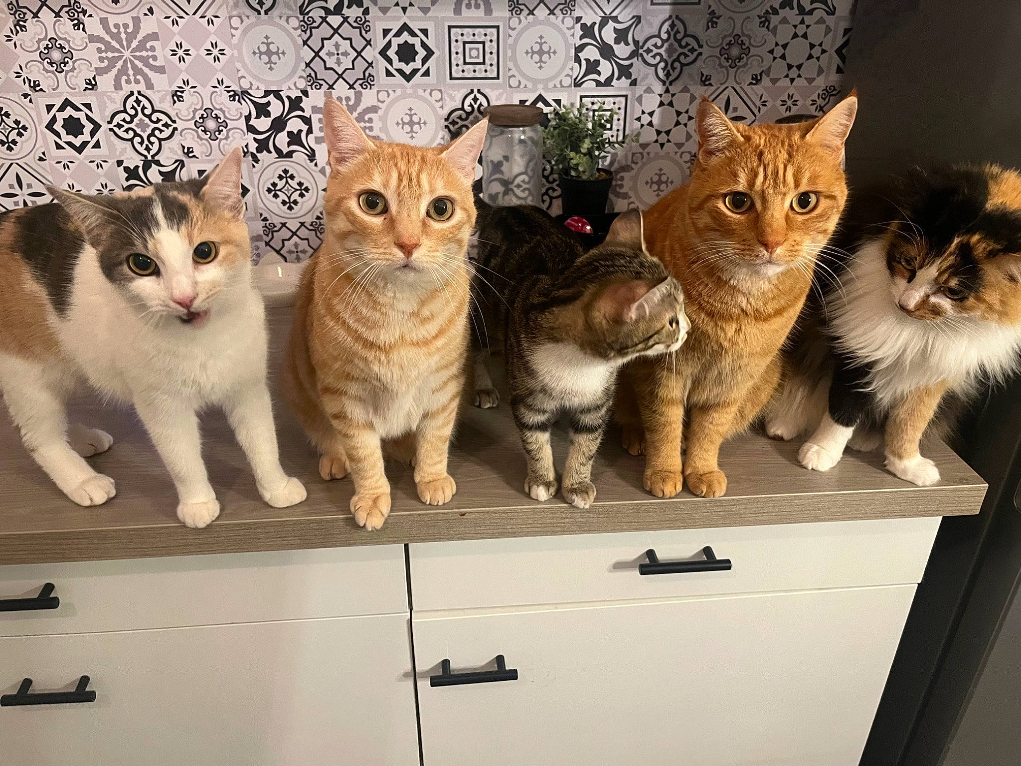 Lescinqs a rejoint le concours — aidez-le/la à gagner de superbes lots ! box, carnivore, cat, collage, domestic_short_haired_cat, fawn, felidae, fur, gesture, paw, pet_supply, photo_caption, small_to_medium_sized_cats, snout, tail, vehicle_registration_plate, whiskers