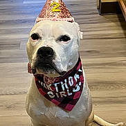 Dak is registered to the contest to win money with this photo: dog, white_dog, birthday_hat, party_hat, bandana, birthday_girl, pet, indoor, wooden_floor, sitting, cute, celebration, pink, red, black, pet_accessory, animal, companion, portrait, cute_expression