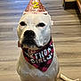 dog, white_dog, birthday_hat, party_hat, bandana, birthday_girl, pet, indoor, wooden_floor, sitting, cute, celebration, pink, red, black, pet_accessory, animal, companion, portrait, cute_expression