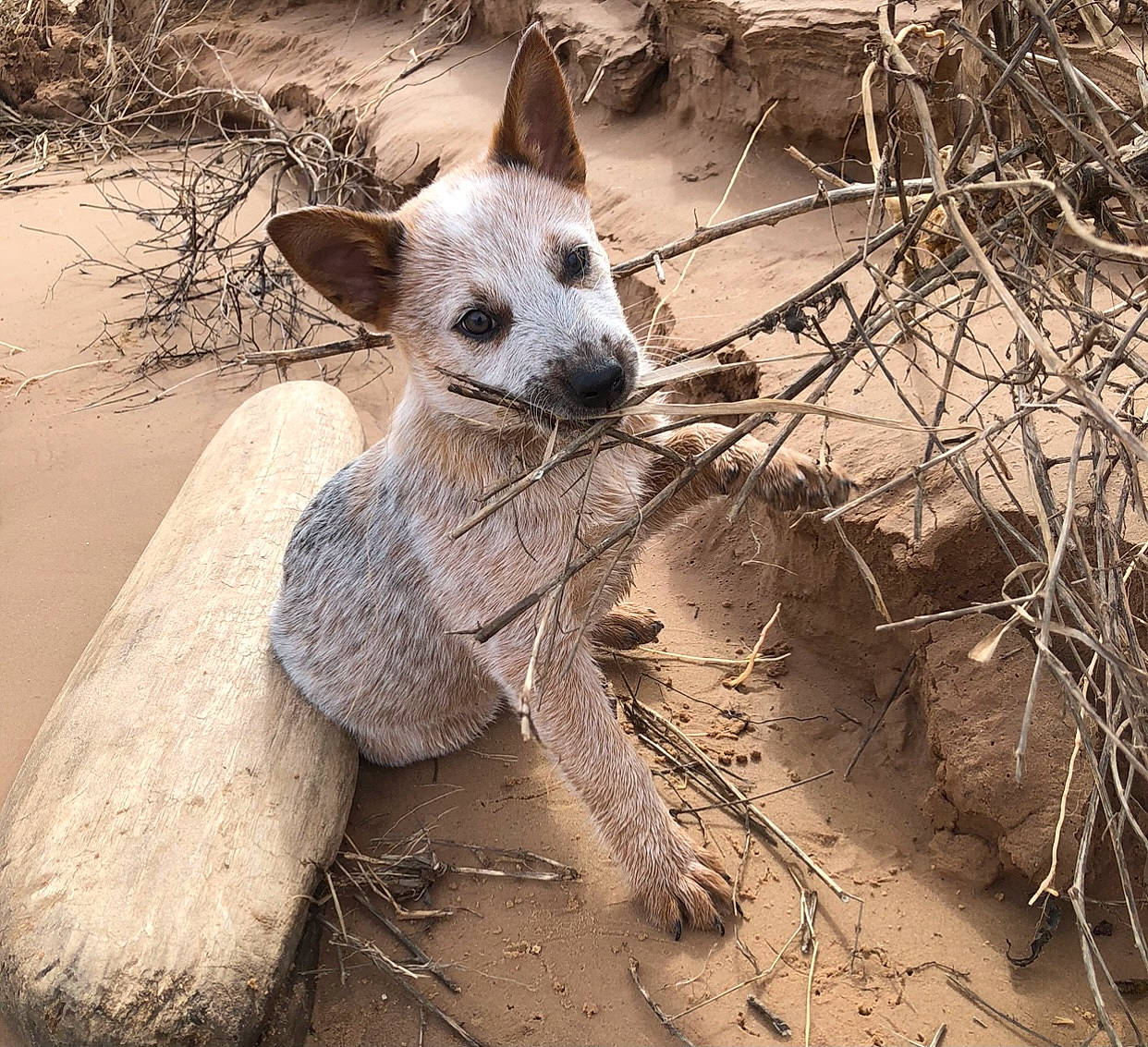 Max joined the competition — help win amazing prizes! canidae, carnivore, dog, dog_breed, fawn, fur, landscape, paw, plant, sand, soil, tail, terrestrial_animal, twig, wildlife, wood, working_animal