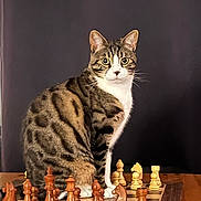Yiruma participe au concours pour gagner de l'argent avec cette photo : cat, tabby_cat, chessboard, chess_pieces, board_game, pet, animal, indoor, wooden_table, feline, strategy, curious, sitting, brown, white, black, closeup, looking_at_camera, domestic_cat, quiet