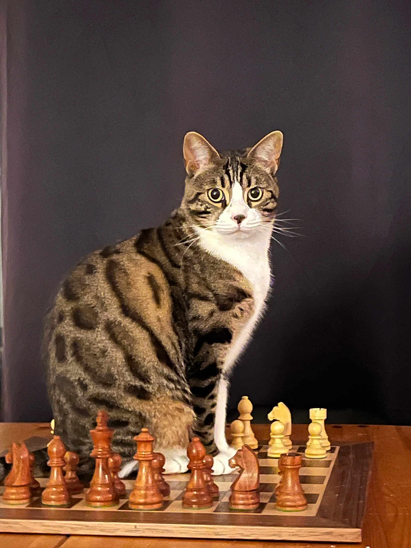 Yiruma participe au concours pour gagner de l'argent avec cette photo : cat, tabby_cat, chessboard, chess_pieces, board_game, pet, animal, indoor, wooden_table, feline, strategy, curious, sitting, brown, white, black, closeup, looking_at_camera, domestic_cat, quiet