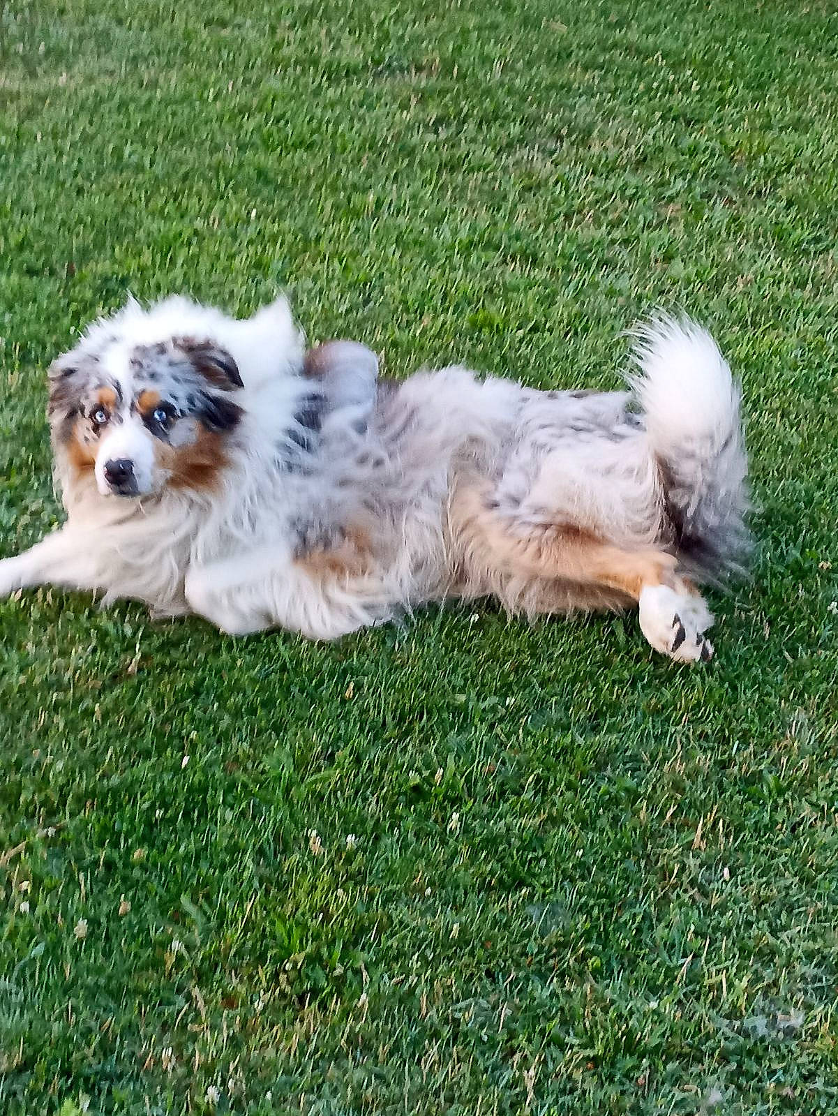 Omega a rejoint le concours — aidez-le/la à gagner de superbes lots ! ancient_dog_breeds, canidae, carnivore, companion_dog, dog, dog_breed, dog_supply, fawn, grass, non_sporting_group, plant, puppy, small_terrier, sporting_group, tail, terrier, toy_dog, working_animal, working_dog