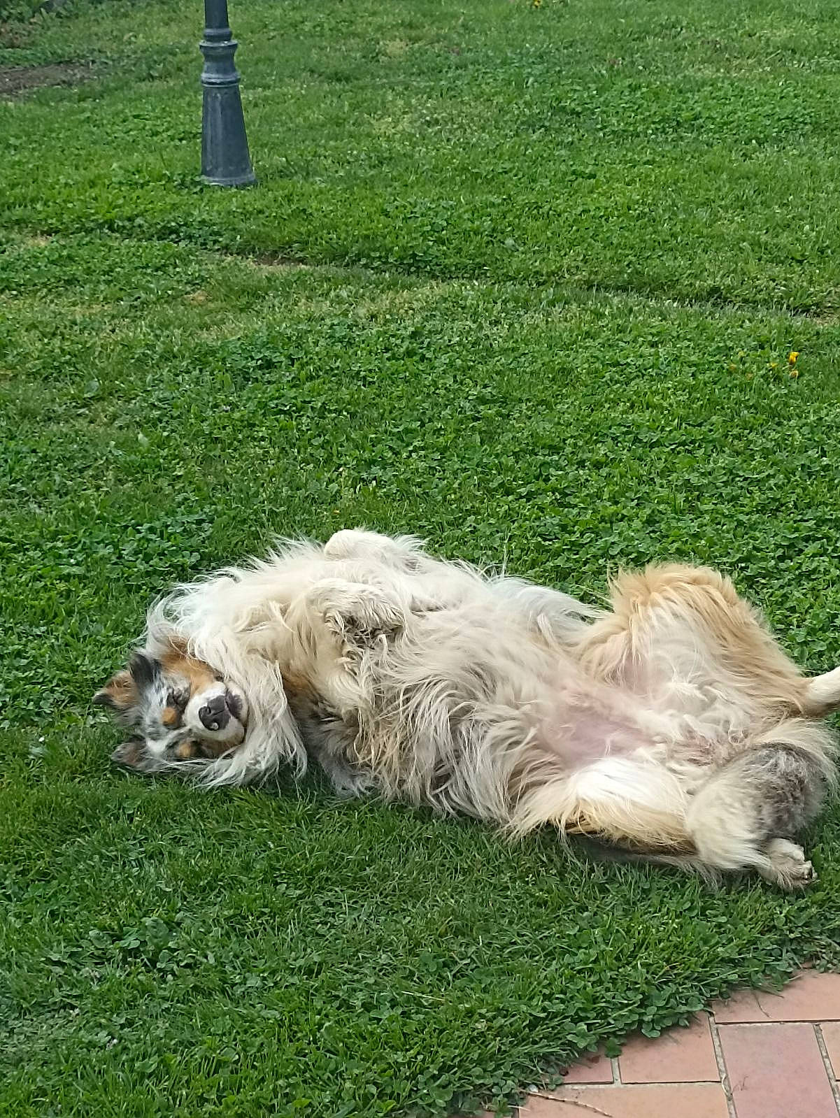 Omega a rejoint le concours — aidez-le/la à gagner de superbes lots ! canidae, carnivore, companion_dog, dog, dog_breed, fur, grass, grassland, groundcover, plant, road_surface, romanian_mioritic_shepherd_dog, sidewalk, sitting, small_terrier, sporting_group, tail, terrier, toy_dog, working_animal