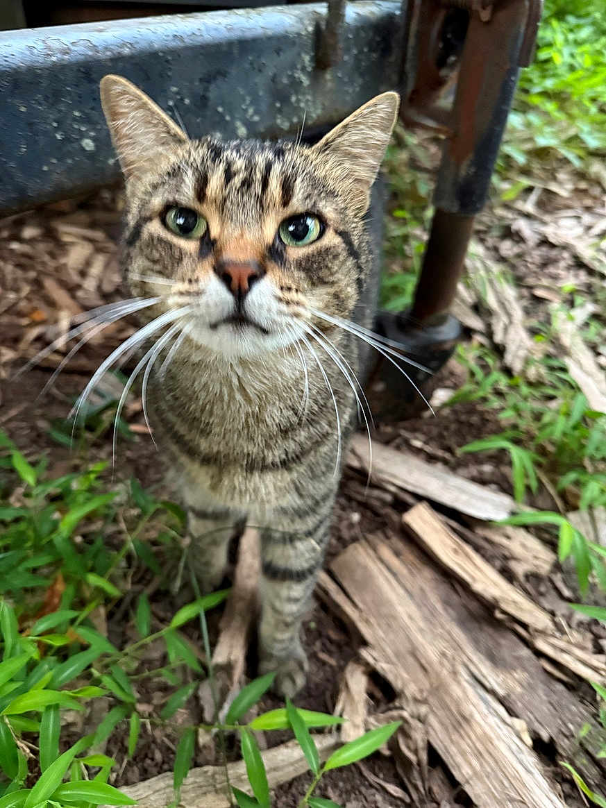 Oliver