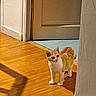 cat, kitten, orange_and_white, wooden_floor, door, shadow, indoor, curious, pet, animal, home, flooring, light, doorway, wall, young_cat, feline, standing, domestic_cat, quiet