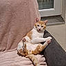 cat, orange_cat, white_cat, pet, indoor, couch, blanket, relaxed, window, furniture, animal, cute, tongue_out, paw, tail, sitting, fur, domestic_cat, cozy, funny_pose