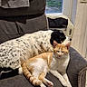 dog, cat, armchair, indoor, pet, sleeping, resting, cozy, feline, canine, window, blanket, gray, orange, white, black, fur, relaxing, companion, home