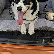 Bounty a rejoint le concours — aidez-le/la à gagner de superbes lots ! dog, black_and_white, tongue_out, car_trunk, blanket, pet, animal, happy, resting, leash, metal_bowl, outdoor, vehicle, fur, canine, mammal, paw, tongue, relaxed, transport
