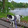 Bounty a rejoint le concours — aidez-le/la à gagner de superbes lots ! dog, black_and_white, security_harness, leash, steps, lake, water, trees, greenery, grass, outdoor, nature, canine, pet, tongue_out, happy, daytime, cloudy_sky, park, walking