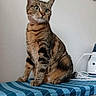 cat, tabby, pet, animal, feline, striped, sitting, indoor, furniture, blue_checkered, table, curious, alert, whiskers, ears, eyes, fur, domestic, household, portrait