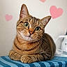 Ray participe au concours pour gagner de l'argent avec cette photo : cat, tabby_cat, green_eyes, pet, animal, cute, feline, whiskers, ears, paws, indoor, blue_checkered, table, heart_shapes, background, portrait, curious, resting, close_up, domestic_cat