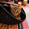 Ray participe au concours pour gagner de l'argent avec cette photo : cat, kitten, tabby, bag, tablecloth, checkered, candle, heart, cute, cozy, indoor, pet, feline, curious, whiskers, ears, eyes, paws, warm, soft