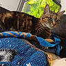 cat, tabby, animal, pet, indoor, blanket, knitted, aquarium, green, sofa, cozy, furniture, domestic, cute, whiskers, ears, eyes, resting, curious, home