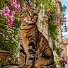 cat, tabby, animal, pet, flower, pink_flower, purple_flower, greenery, stone_wall, stone_ledge, outdoor, daylight, nature, garden, street, village, fur, sitting, whiskers, cute