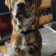 Meyvan participe au concours pour gagner de l'argent avec cette photo : dog, brindle, indoor, pet, collar, furniture, shelf, mat, floor, brown, black, white, animal, canine, home, sitting, attention, portrait, cozy, domestic