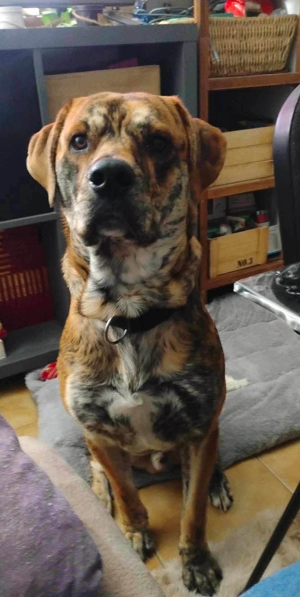 Meyvan participe au concours pour gagner de l'argent avec cette photo : dog, brindle, indoor, pet, collar, furniture, shelf, mat, floor, brown, black, white, animal, canine, home, sitting, attention, portrait, cozy, domestic