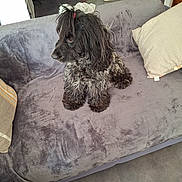 Du Sud participe au concours pour gagner de l'argent avec cette photo : black_and_white, blanket, couch, curly_fur, cute, dog, floor, fluffy, home, indoor, living_room, pet, pillow, portrait, shaggy_fur, shoes, sitting, small_dog, sofa, topknot