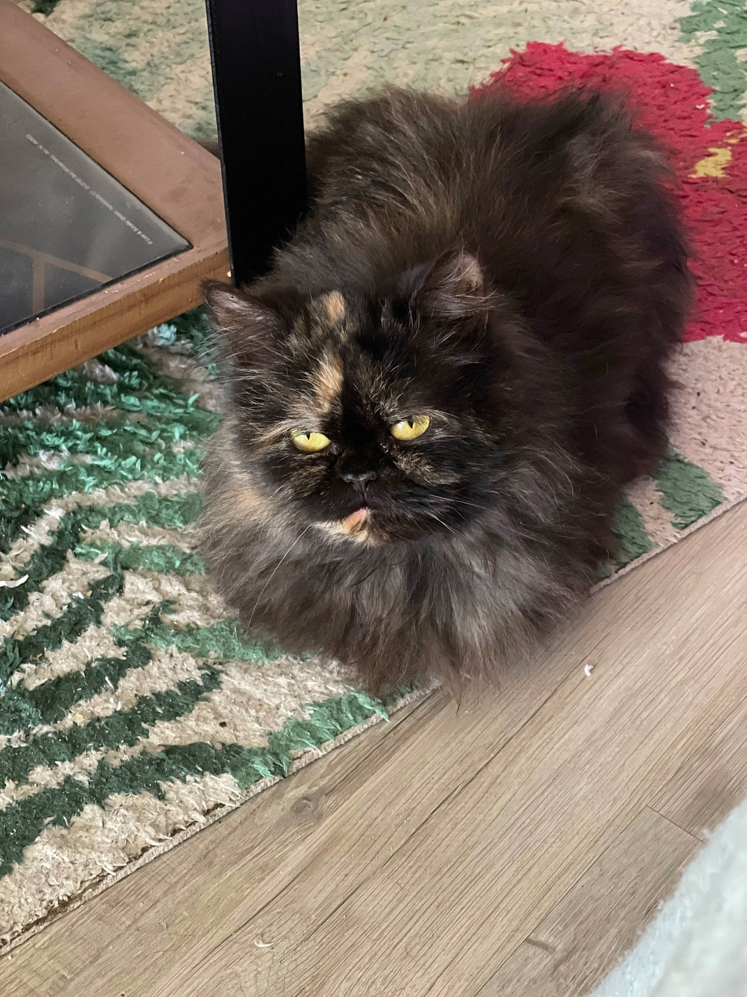 Mitsuri participe au concours pour gagner de l'argent avec cette photo : british_longhair, carnivore, cat, claw, companion_dog, fawn, felidae, flooring, fur, grass, hardwood, persian, plant, small_to_medium_sized_cats, snout, tail, terrestrial_animal, whiskers, wood