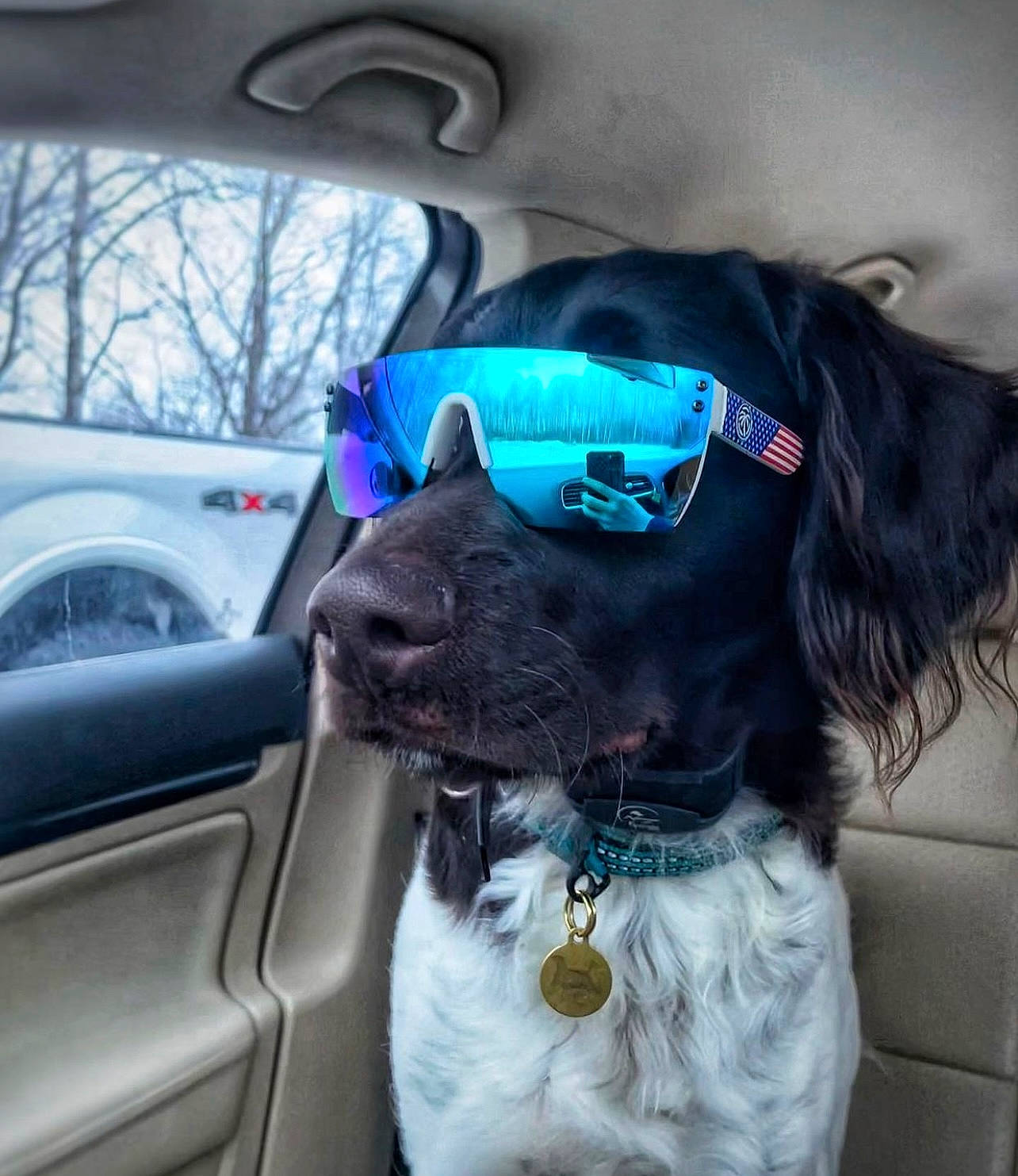 Saige is registered to the contest to win money with this photo: automotive_exterior, automotive_mirror, car, carnivore, collar, companion_dog, dog, dog_breed, dog_collar, dog_supply, eyewear, motor_vehicle, pet_supply, rear_view_mirror, snout, steering_wheel, sunglasses, vehicle, vehicle_door, vision_care