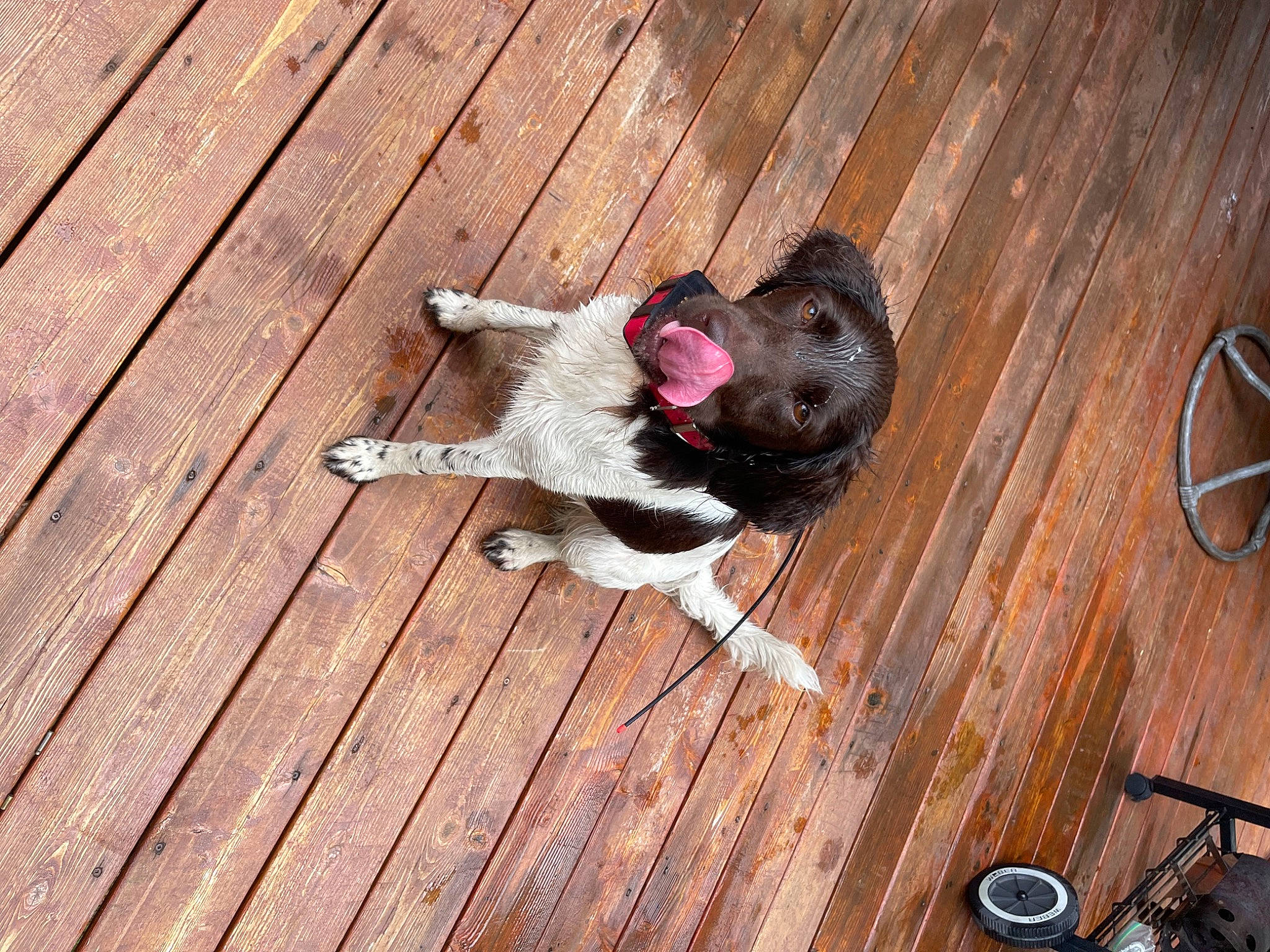 Saige joined the competition — help win amazing prizes! carnivore, companion_dog, dog, dog_breed, floor, flooring, fur, hardwood, laminate_flooring, paw, pet_supply, plank, plywood, snout, tail, whiskers, wood, wood_flooring, wood_stain, working_animal