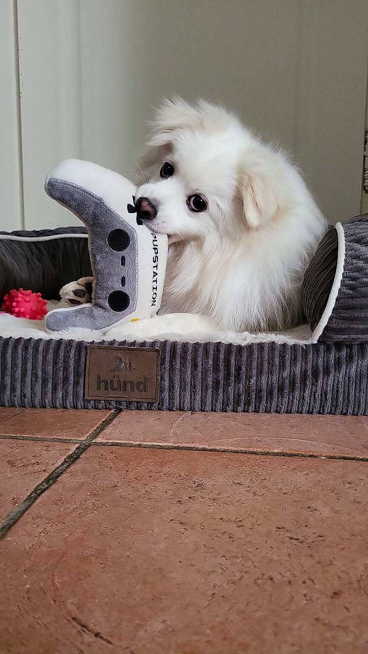 Tao a rejoint le concours — aidez-le/la à gagner de superbes lots ! american_eskimo_dog, canidae, carnivore, companion_dog, dog, dog_breed, dog_supply, fawn, floor, flooring, fur, german_spitz, german_spitz_mittel, hardwood, spitz, sporting_group, toy_dog, volpino_italiano, wood, working_animal