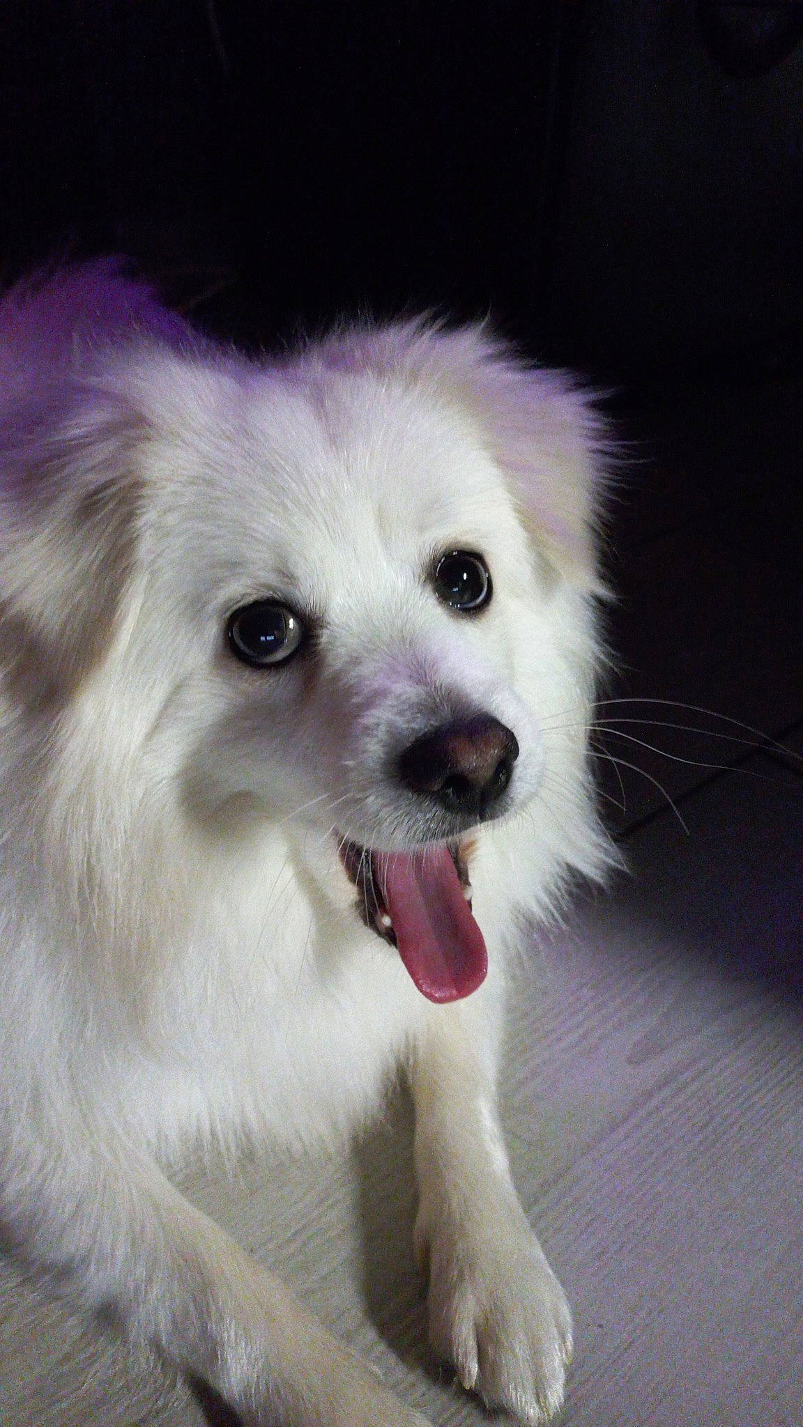 Tao participe au concours pour gagner de l'argent avec cette photo : american_eskimo_dog, ancient_dog_breeds, canidae, carnivore, companion_dog, dog, dog_breed, face, fang, fur, non_sporting_group, plant, puppy, small_greek_domestic_dog, snout, sporting_group, toy_dog, volpino_italiano, whiskers, working_animal