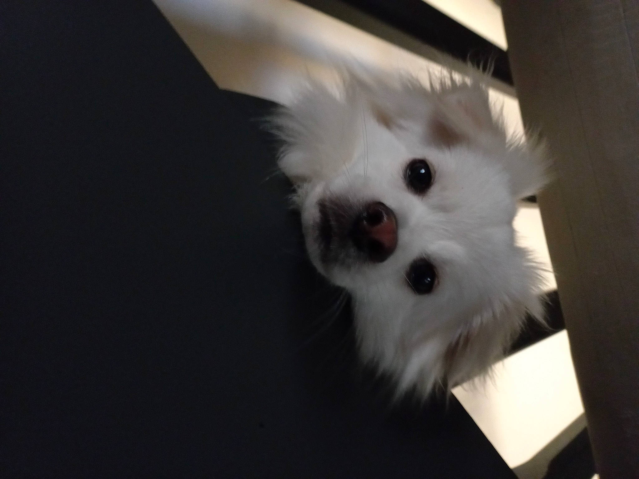 Tao participe au concours pour gagner de l'argent avec cette photo : canidae, carnivore, companion_dog, dog, dog_breed, fur, german_spitz, non_sporting_group, samoyed, small_terrier, spitz, sporting_group, toy_dog, volpino_italiano, whiskers, working_animal