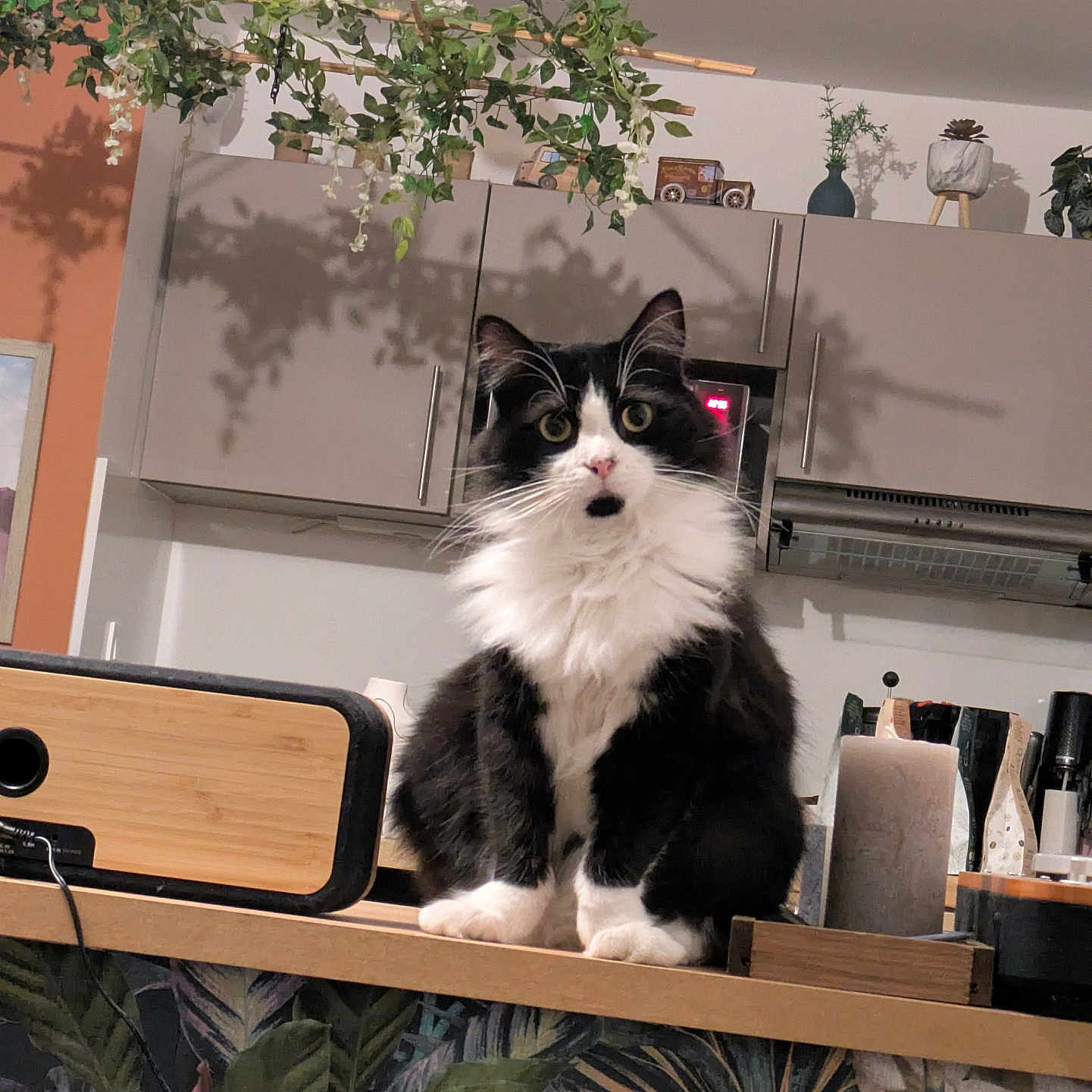 Tropico a rejoint le concours — aidez-le/la à gagner de superbes lots ! cat, black_and_white, fluffy, kitchen, counter, houseplant, cabinet, decor, indoor, pet, curious, feline, whiskers, tabletop, appliance, cozy, domestic, portrait, sitting, fur