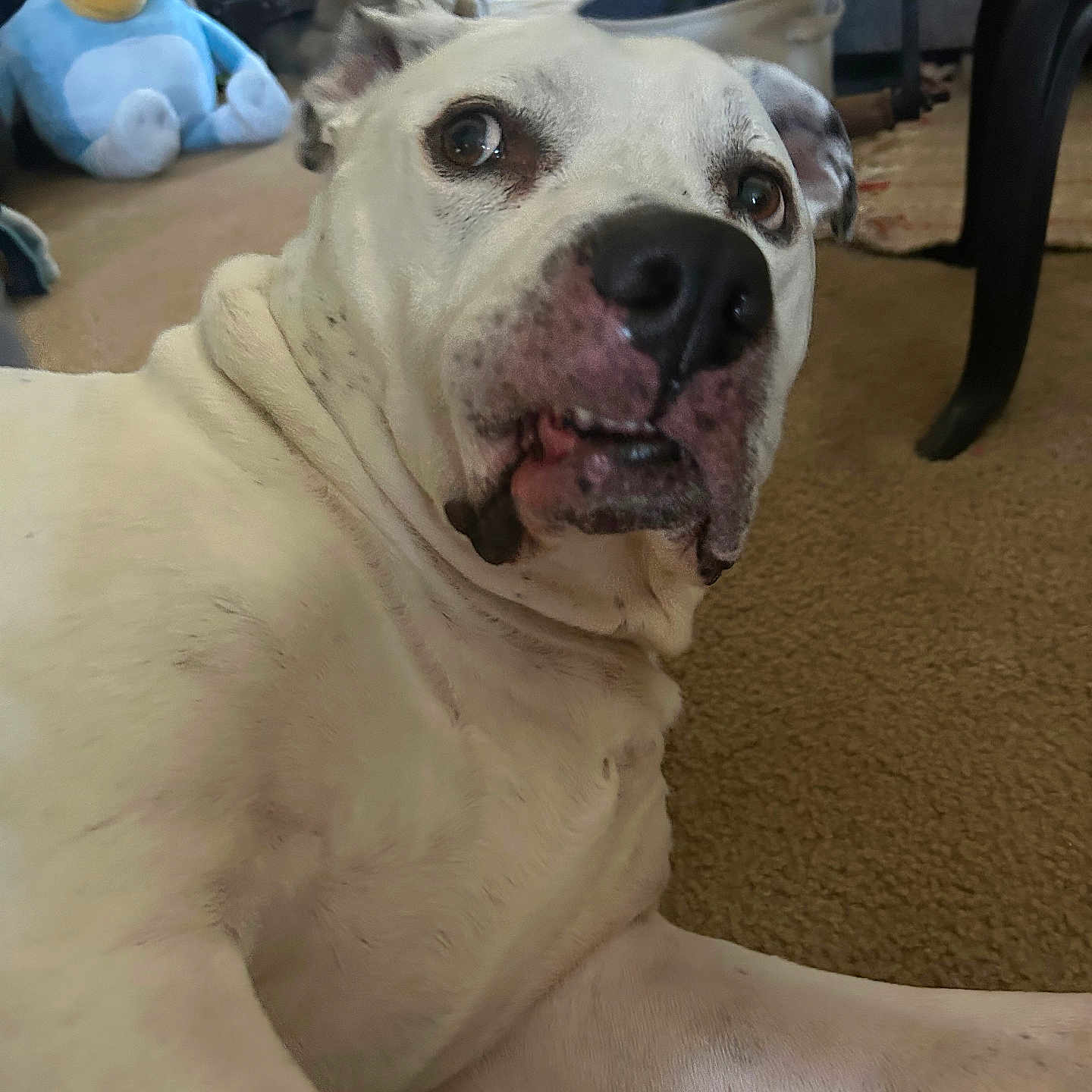 Buddy