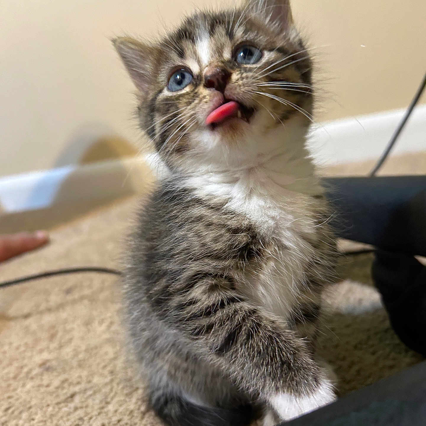 Bootsy is registered to the contest to win money with this photo: abyssinian, alloywheel, animal, bodypart, car, carwheel, cat, finger, hand, kitten, machine, manx, mouth, person, pet, siamese, spoke, tire, tongue, transportation