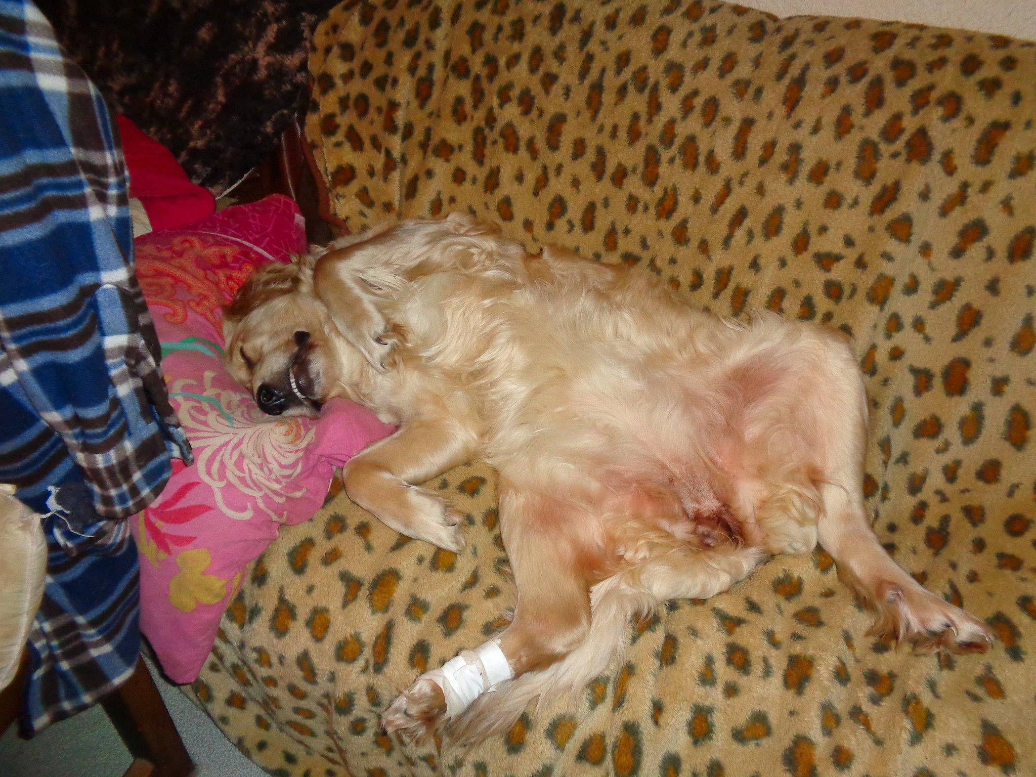 Louna participe au concours pour gagner de l'argent avec cette photo : canidae, carnivore, comfort, companion_dog, couch, dog, dog_breed, dog_supply, fawn, fur, liver, paw, pet_supply, plaid, shorts, sporting_group, tail, tartan, toy_dog, working_animal