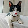 cat, black_and_white, pet, animal, feline, indoor, collar, lying_down, whiskers, pink_nose, paw, bed, curious, close_up, cute, fur, domestic, relaxed, looking_at_camera, soft_surface
