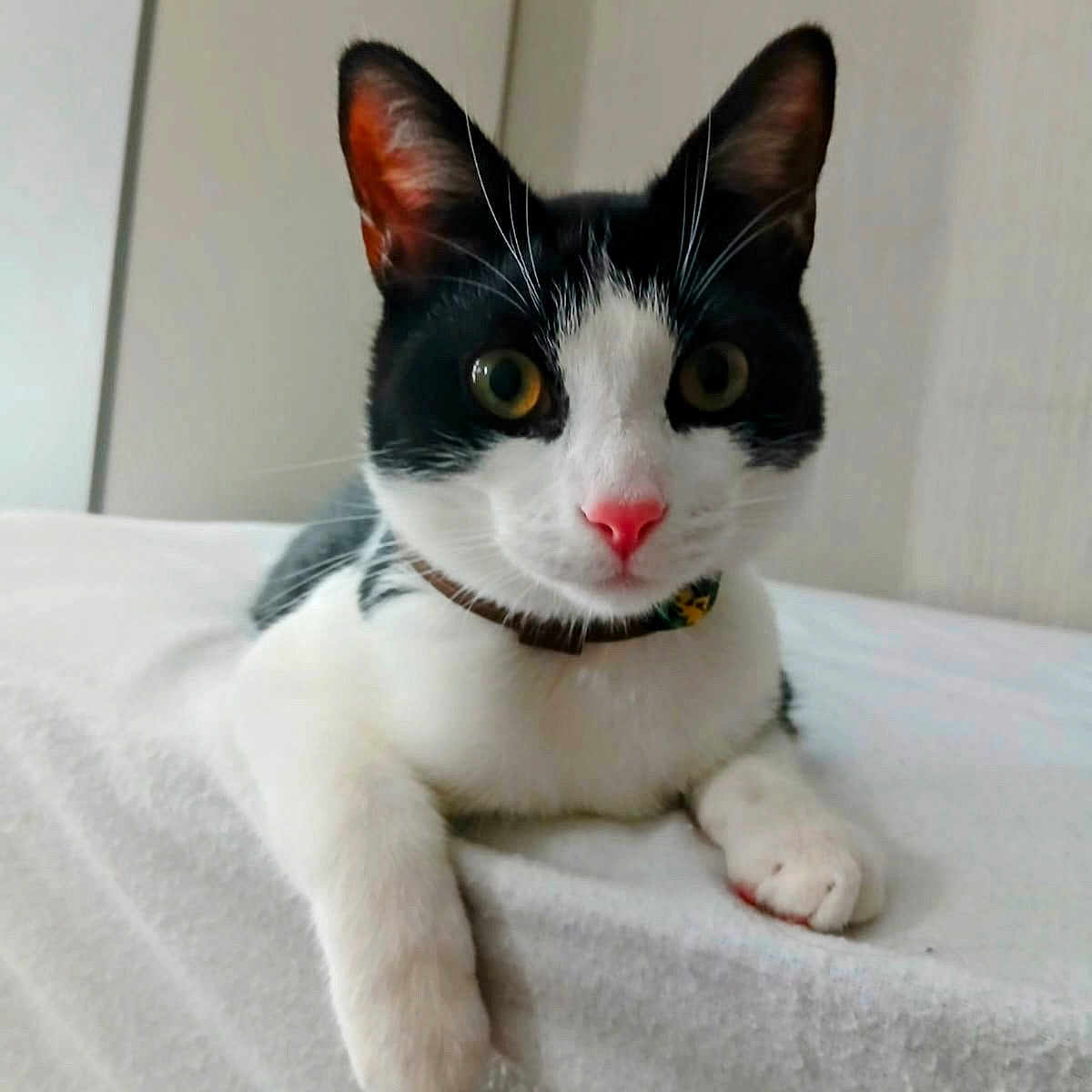 Loki is registered to the contest to win money with this photo: animal, bed, black_and_white, cat, close_up, collar, curious, cute, domestic, feline, fur, indoor, looking_at_camera, lying_down, paw, pet, pink_nose, relaxed, soft_surface, whiskers