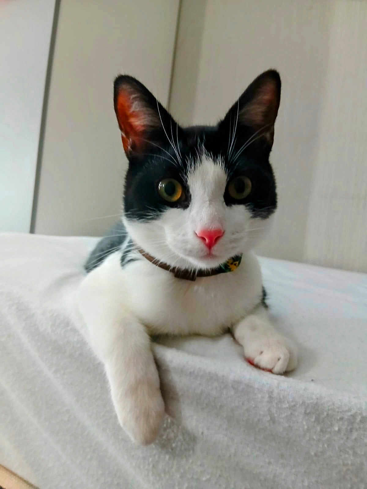 Loki is registered to the contest to win money with this photo: cat, black_and_white, pet, animal, feline, indoor, collar, lying_down, whiskers, pink_nose, paw, bed, curious, close_up, cute, fur, domestic, relaxed, looking_at_camera, soft_surface