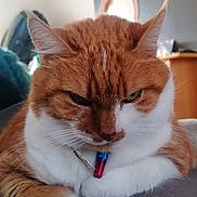 Mine participe au concours pour gagner de l'argent avec cette photo : animal, cat, close_up, collar, cute, domestic_cat, ears, expression, face, feline, fur, household, indoor, mirror, orange_cat, pet, resting, soft_surface, whiskers, white_fur