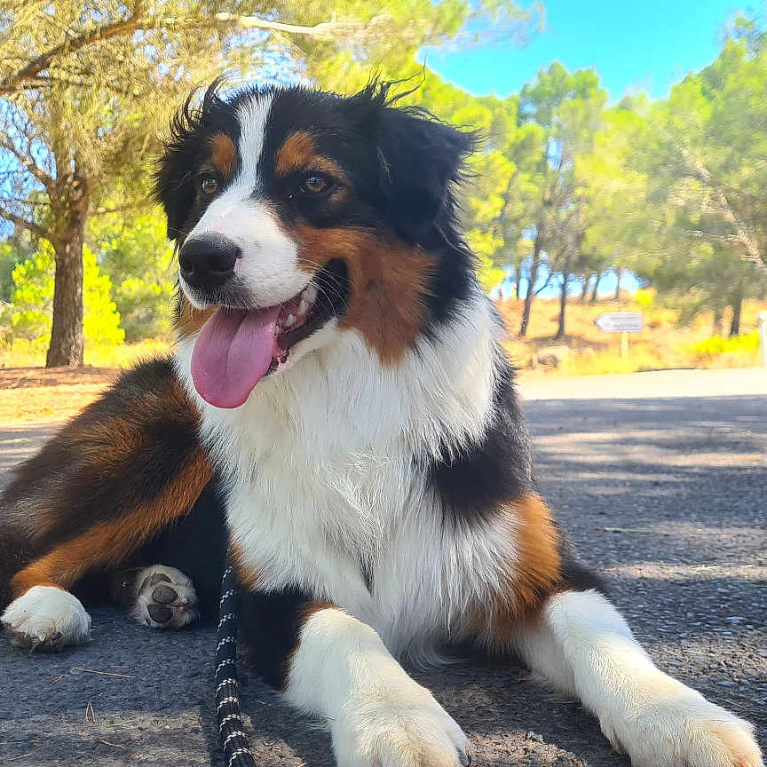 You participe au concours pour gagner de l'argent avec cette photo : animal, canine, dog, grass, grove, land, nature, outdoors, park, path, pet, plant, puppy, road, roadsign, sign, symbol, tree, vegetation, woodland