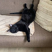 Pato participe au concours pour gagner de l'argent avec cette photo : cat, black_cat, couch, sofa, pillow, blanket, indoor, relaxing, stretching, pet, feline, cozy, home, resting, fur, animal, living_room, comfort, cute, domestic