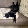 cat, black_cat, couch, sofa, pillow, blanket, indoor, relaxing, stretching, pet, feline, cozy, home, resting, fur, animal, living_room, comfort, cute, domestic