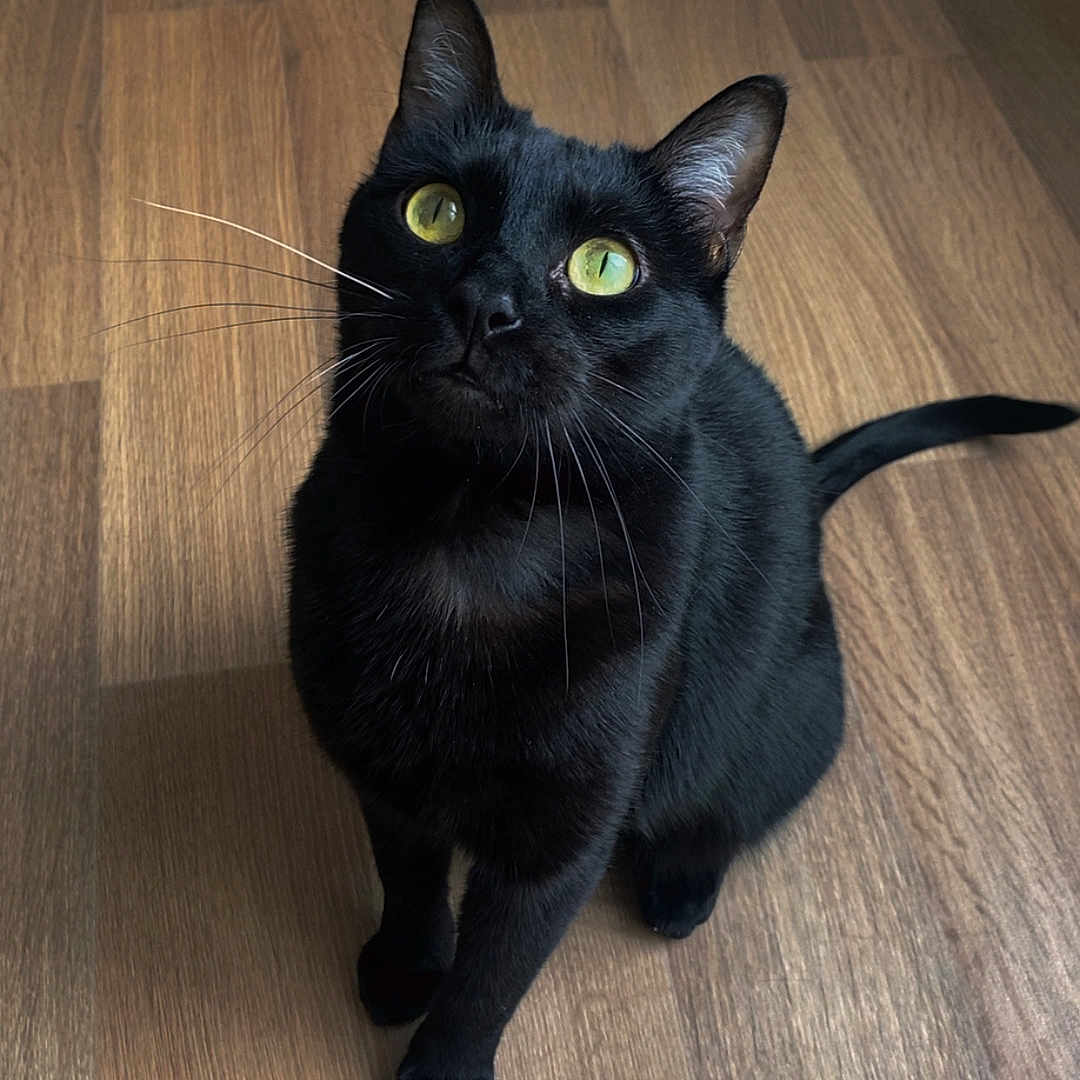 Pato a rejoint le concours — aidez-le/la à gagner de superbes lots ! cat, black_cat, pet, animal, indoor, wooden_floor, feline, whiskers, ears, tail, cute, sitting, looking_up, domestic_animal, fur, eyes, floor, mammal, adorable, curious