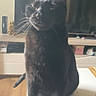 Pato participe au concours pour gagner de l'argent avec cette photo : black_cat, cat, pet, animal, indoor, living_room, feline, whiskers, ears, sitting, table, wooden_floor, television, electronics, furniture, domestic, curious, cute, companion, household