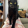 black_cat, cat, pet, indoor, blanket, flower_pattern, yellow_eyes, feline, sitting, curious, animal, domestic_cat, soft_texture, furniture, shelf, storage, paper_bag, relaxed, close_up, home