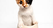 Missy is registered to the contest to win money with this photo: kitten, calico, cat, pet, animal, cute, white_background, ceramic_pot, small, young, curious, indoor, feline, adorable, portrait, isolated, playful, domestic, soft_fur, sitting