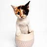 kitten, calico, cat, pet, animal, cute, white_background, ceramic_pot, small, young, curious, indoor, feline, adorable, portrait, isolated, playful, domestic, soft_fur, sitting
