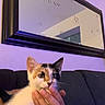 Missy joined the competition — help win amazing prizes! kitten, cat, calico, hand, couch, mirror, paw_prints, indoor, pet, animal, feline, purple_lighting, reflection, wall, comfort, domestic, young, cute, closeup, resting