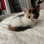 Missy joined the competition — help win amazing prizes! kitten, calico, cat, bedspread, indoor, curtains, furniture, curled_up, pet, animal, cute, small, fur, whiskers, ears, eyes, resting, cozy, home, curious