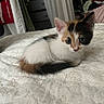 kitten, calico, cat, bedspread, indoor, curtains, furniture, curled_up, pet, animal, cute, small, fur, whiskers, ears, eyes, resting, cozy, home, curious