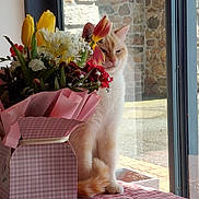 Oreo participe au concours pour gagner de l'argent avec cette photo : cat, flower_bouquet, window, table, pink_wrapping, yellow_tulip, red_flower, white_flower, indoor, sunlight, stone_wall, pet, feline, fur, sitting, decor, plant_stem, leaf, houseplant, cozy